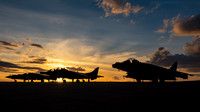 Harriers at Sunset