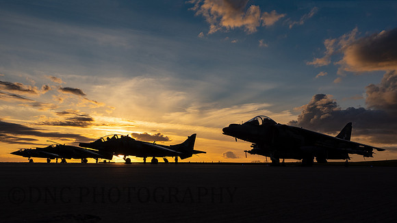 Harriers at Sunset