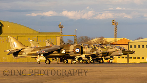 Harriers in the afternoon sunlight