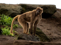 Gelada Monkey