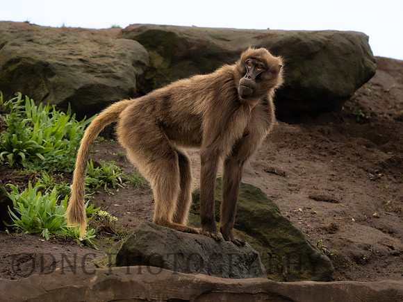 Gelada Monkey