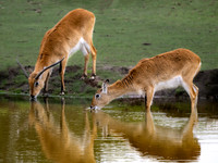 Kafue Flats Lechwe