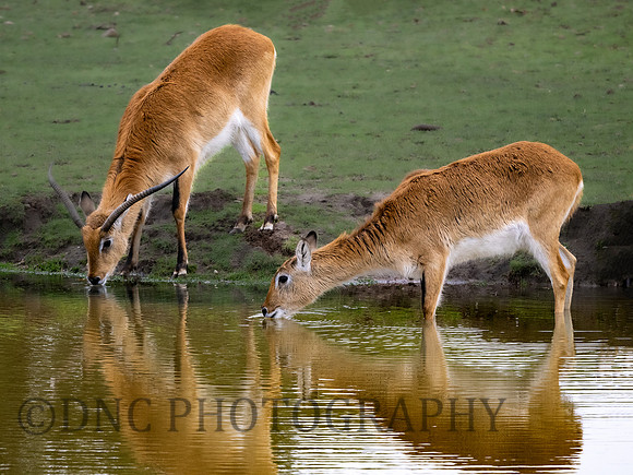 Kafue Flats Lechwe