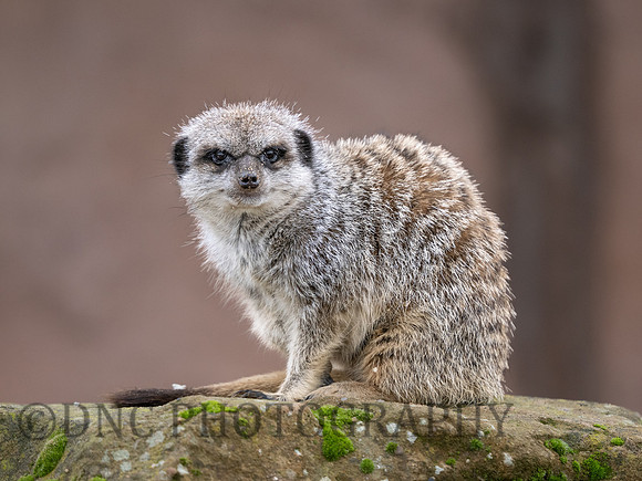 Meerkat