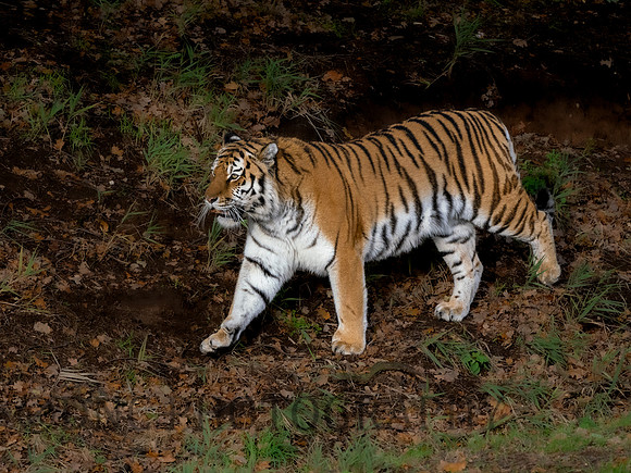 Amur Tiger