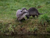 Smooth Coated Otter