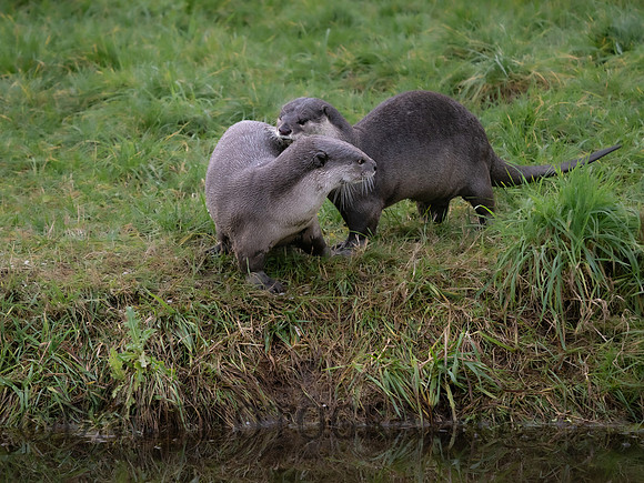 Smooth Coated Otter
