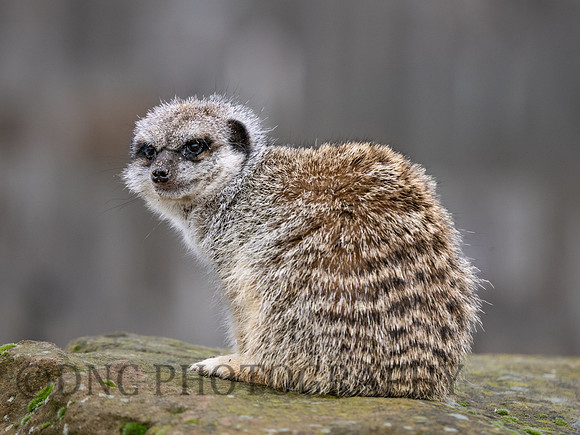 Meerkat