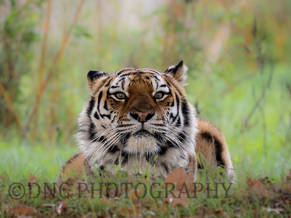 Amur Tiger