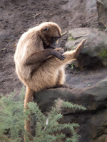 Gelada Monkey