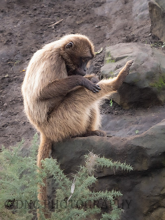 Gelada Monkey
