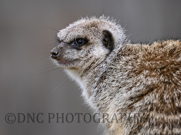 Meerkat