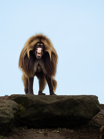 Gelada Monkey