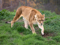 African Lioness