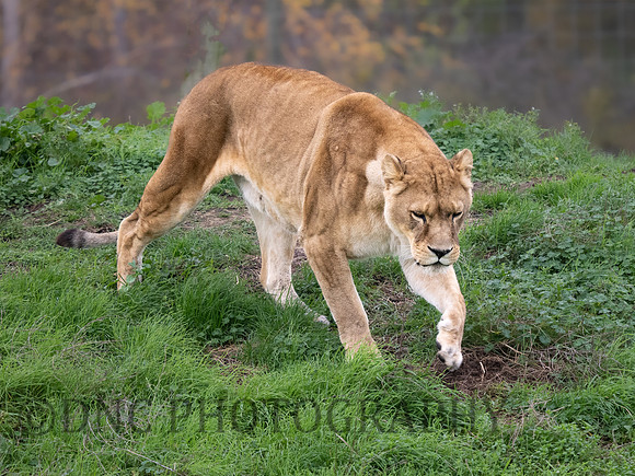 African Lioness