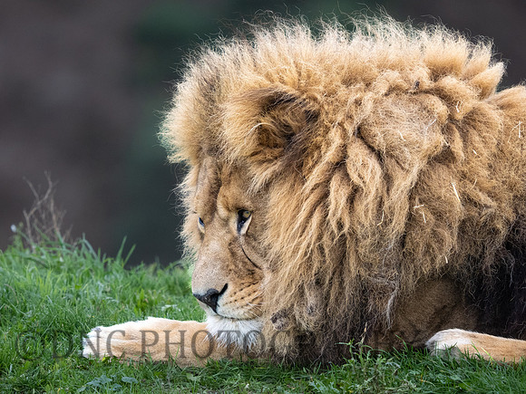 African Lion