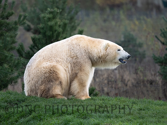 Polar Bear