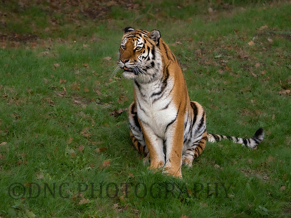 Amur Tiger