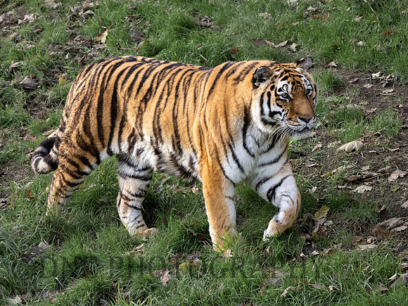 Amur Tiger