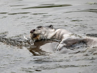 Smooth Coated Otter