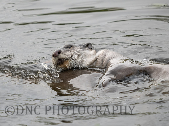 Smooth Coated Otter