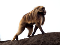 Gelada Monkey
