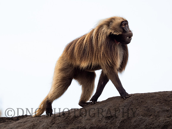 Gelada Monkey