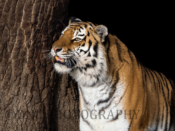 Amur Tiger