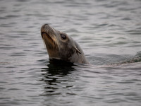 Californian Sea Lion