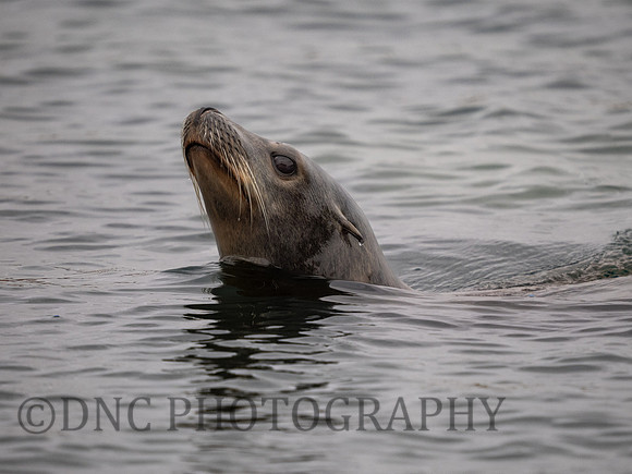 Californian Sea Lion