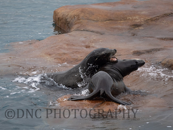 Californian Sea Lion