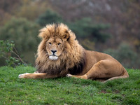 African Lion