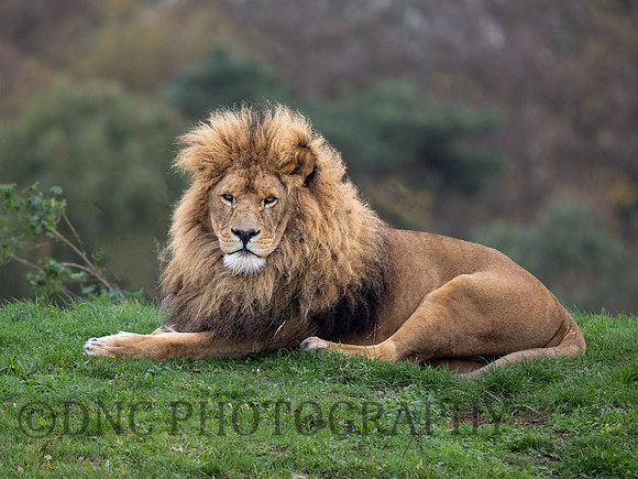 African Lion