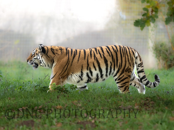 Amur Tiger