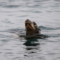Californian Sea Lion