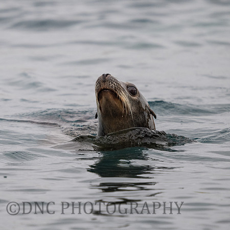 Californian Sea Lion
