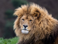 African Lion