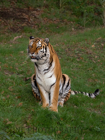Amur Tiger