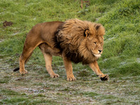 African Lion