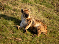 Spotted Hyena
