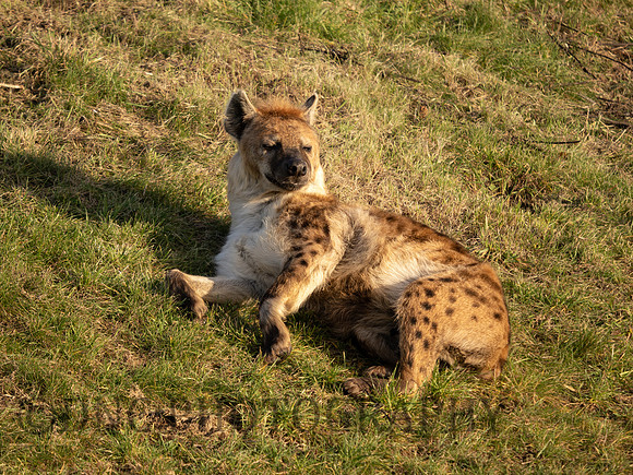 Spotted Hyena
