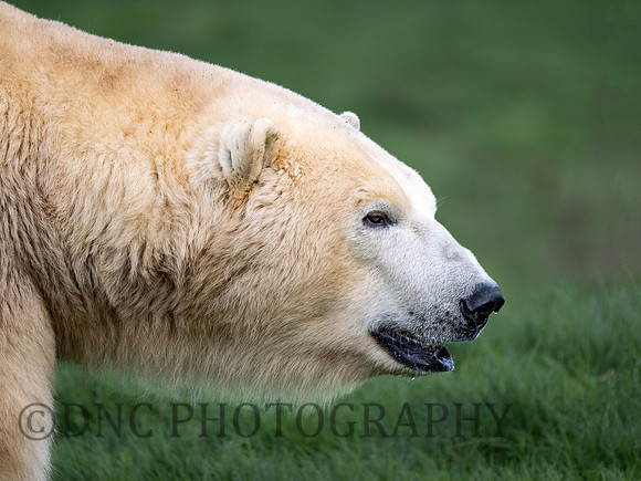 Polar Bear
