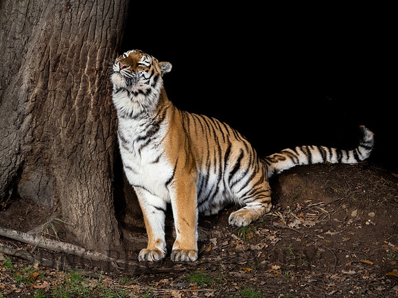 Amur Tiger