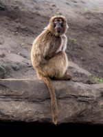 Gelada Monkey