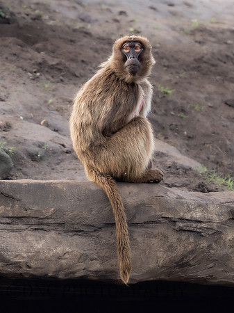 Gelada Monkey