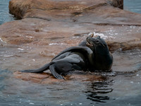 Californian Sea Lion