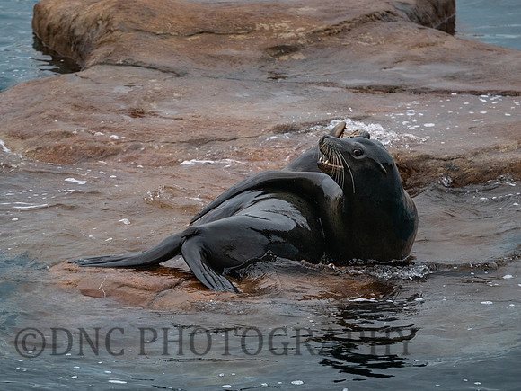 Californian Sea Lion