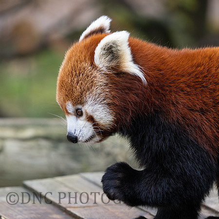 Red Panda