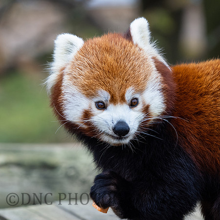 Red Panda 1