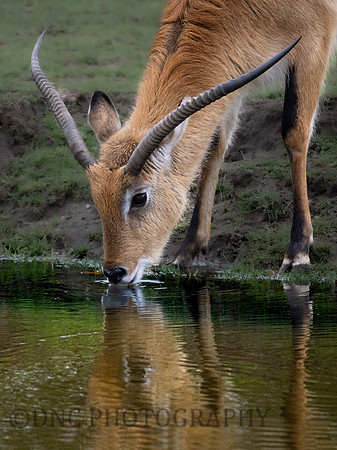 Kafue Flats Lechwe